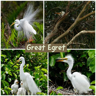 Great Egret